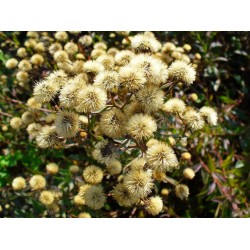 Semi di Aster (Settembrino)