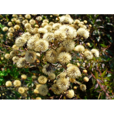Aster Seeds (Michaelmas Daisy)