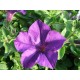 Semi di Petunia