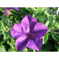 Semi di Petunia