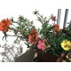 Portulaca Seeds
