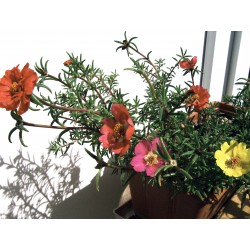 Semi di Portulaca