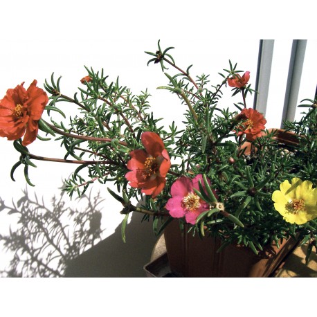 Semi di Portulaca