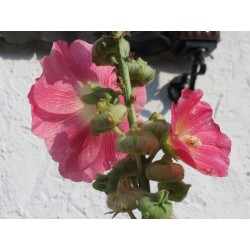 Semi di Malvarosa
