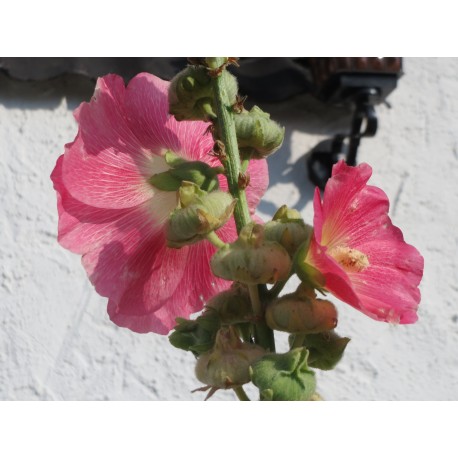 Hollyhock Seeds