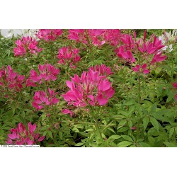 Semi di Cleome