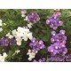Semi di Nemesia