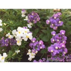 Semi di Nemesia