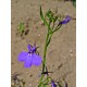 Semi di Lobelia
