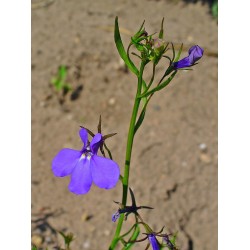 Semi di Lobelia