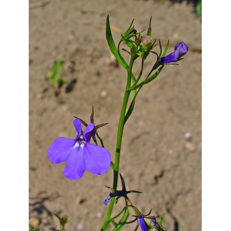 Semi di Lobelia