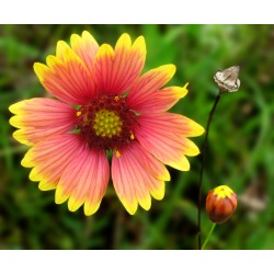 Semi di Gaillardia