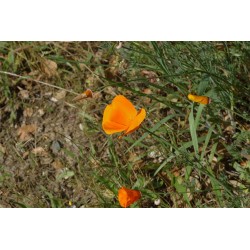 Semi di Papavero della California