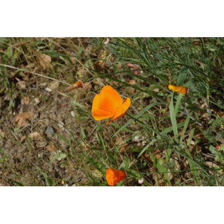 Semi di Papavero della California