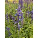 Semi di Salvia Blu