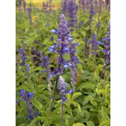 Semi di Salvia Blu