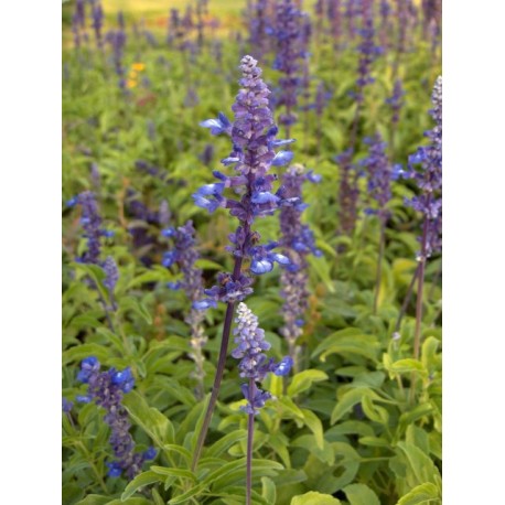Semi di Salvia Blu