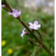 Verbena