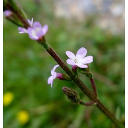 Verbena
