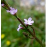 Verbena