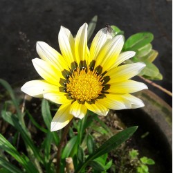 Gazania