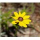 Semi di Rudbeckia