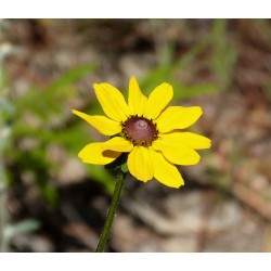 Semi di Rudbeckia
