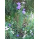 Delphinium Seeds