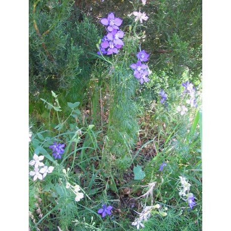 Semi di Delphinium