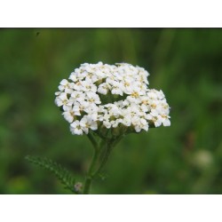 Semi di Achillea