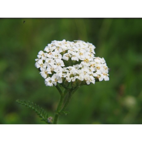 Semi di Achillea