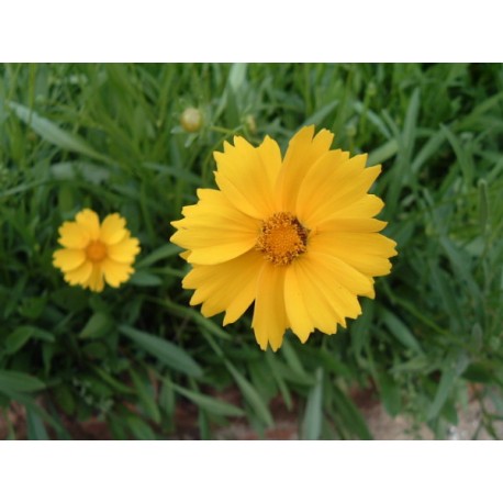 Semi di Coreopsis