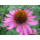 Echinacea Seeds (Coneflower)