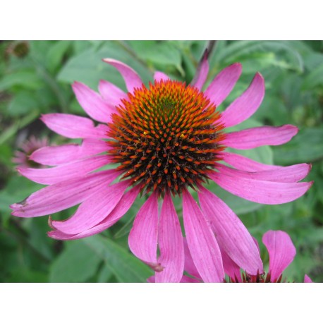 Semi di Echinacea