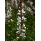Semi di Gaura