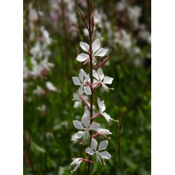 Semi di Gaura