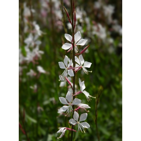 Semi di Gaura