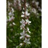 Gaura Seeds