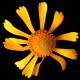 Semi di Helenium