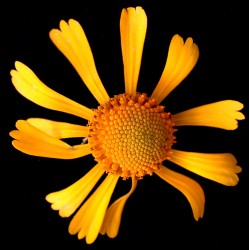 Semi di Helenium