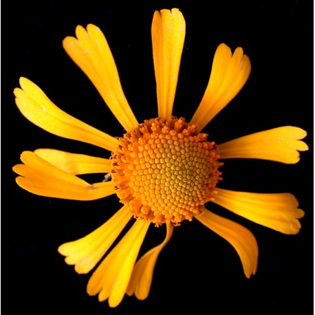 Semi di Helenium