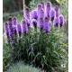 Semi di Liatris