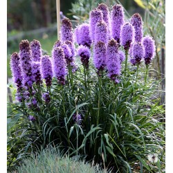 Semi di Liatris