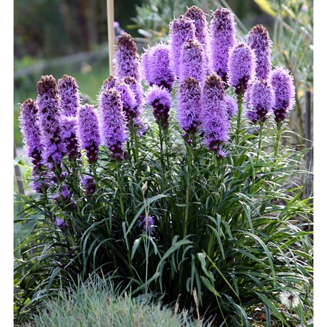Semi di Liatris