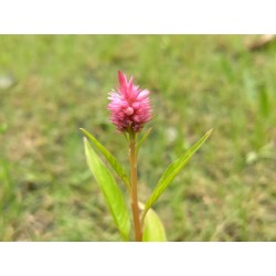Semi di Celosia
