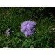 Semi di Ageratum