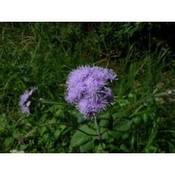 Semi di Ageratum