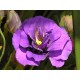 Semi di Lisianthus