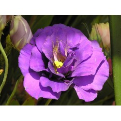 Semi di Lisianthus