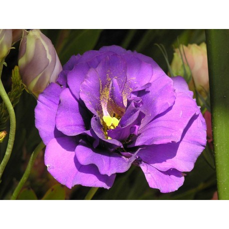 Semi di Lisianthus